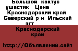 Большой  кактус   ушастик › Цена ­ 3 500 - Краснодарский край, Северский р-н, Ильский пгт  »    . Краснодарский край